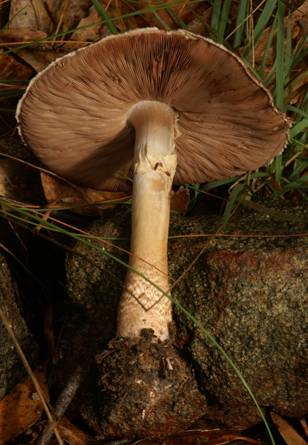 Agaricus austrovinaceus